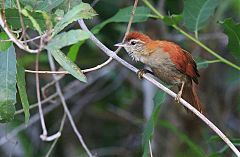 Rusty-backed Spinetail